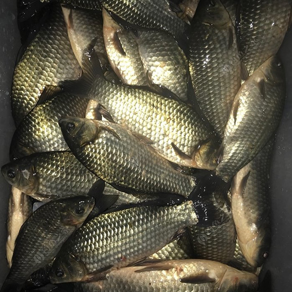 鯽魚